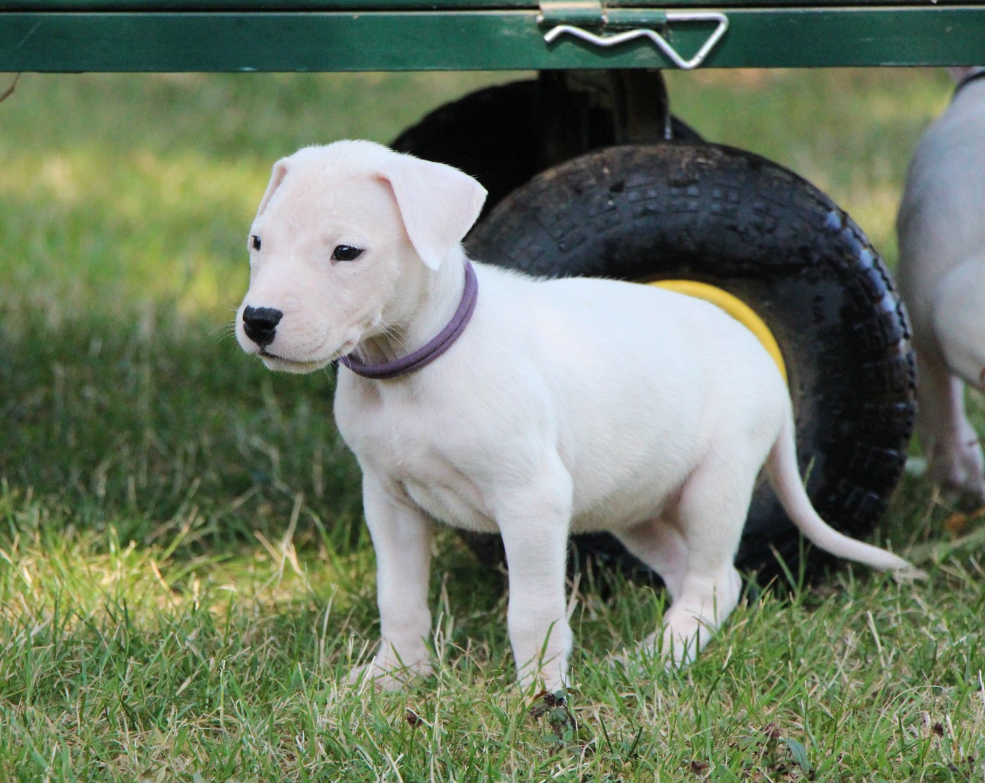 De La Notte Di Cane - Chiots disponibles - Dogo Argentino