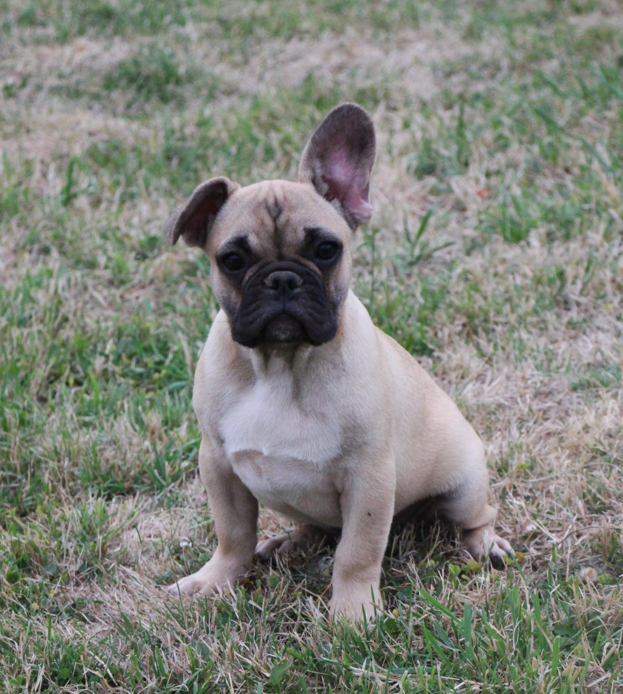 De La Notte Di Cane - Chiots disponibles - Bouledogue français
