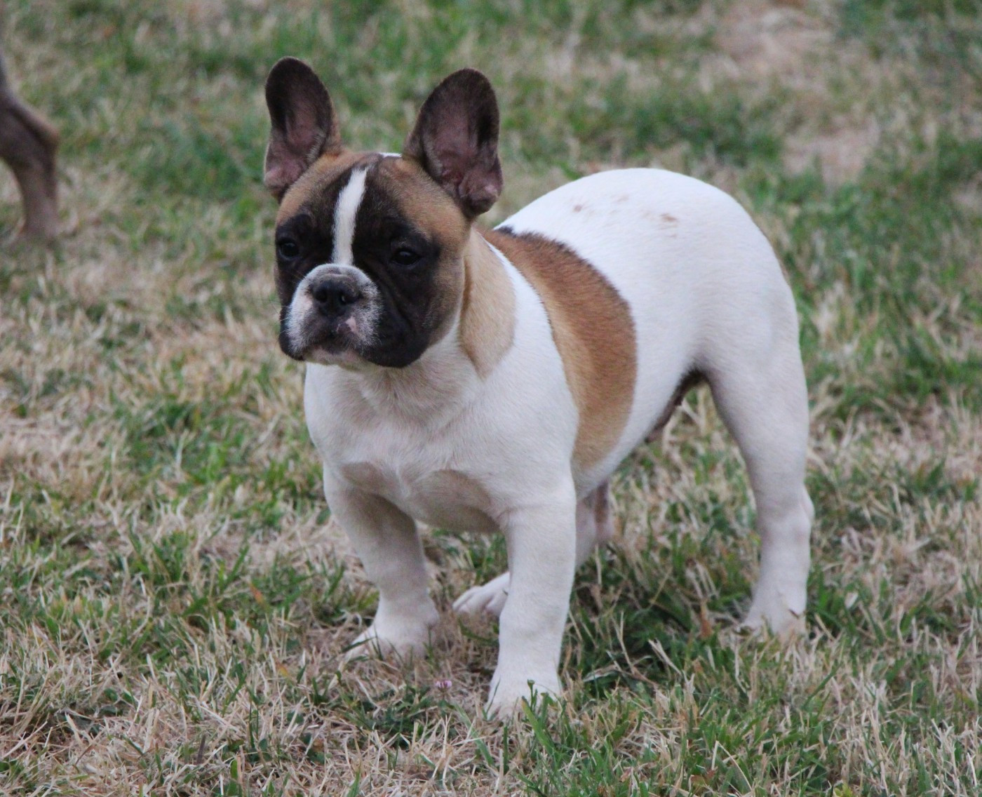 De La Notte Di Cane - Chiots disponibles - Bouledogue français
