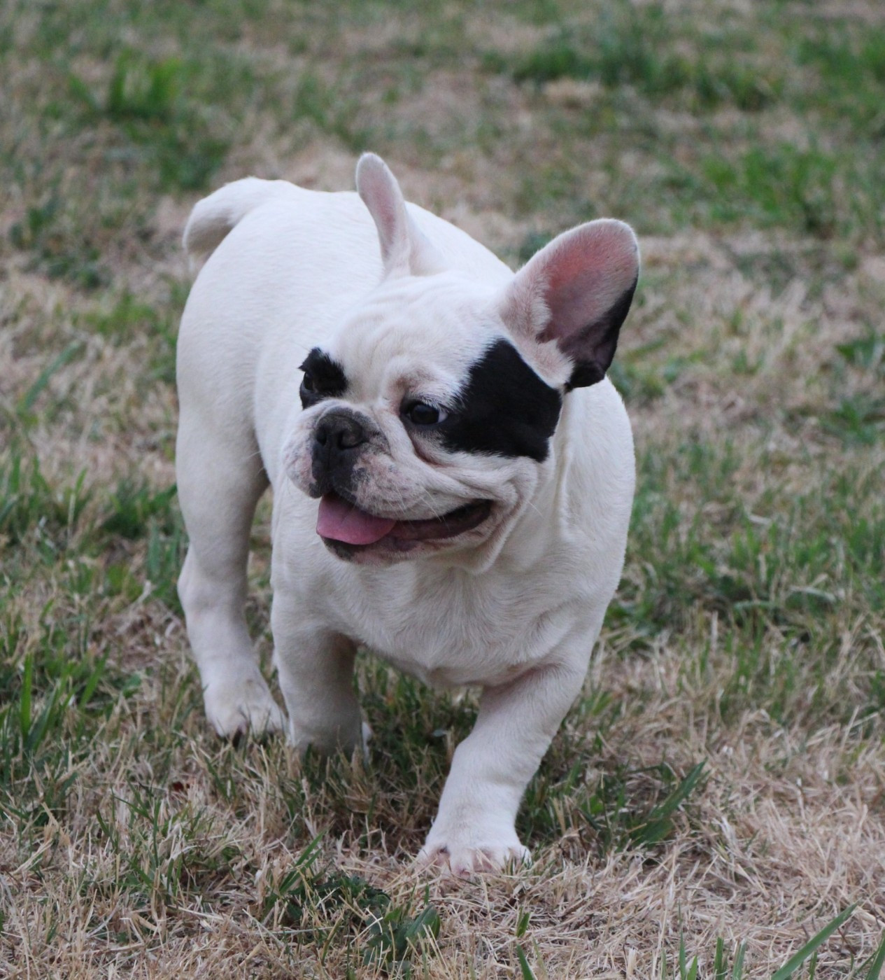 De La Notte Di Cane - Chiots disponibles - Bouledogue français
