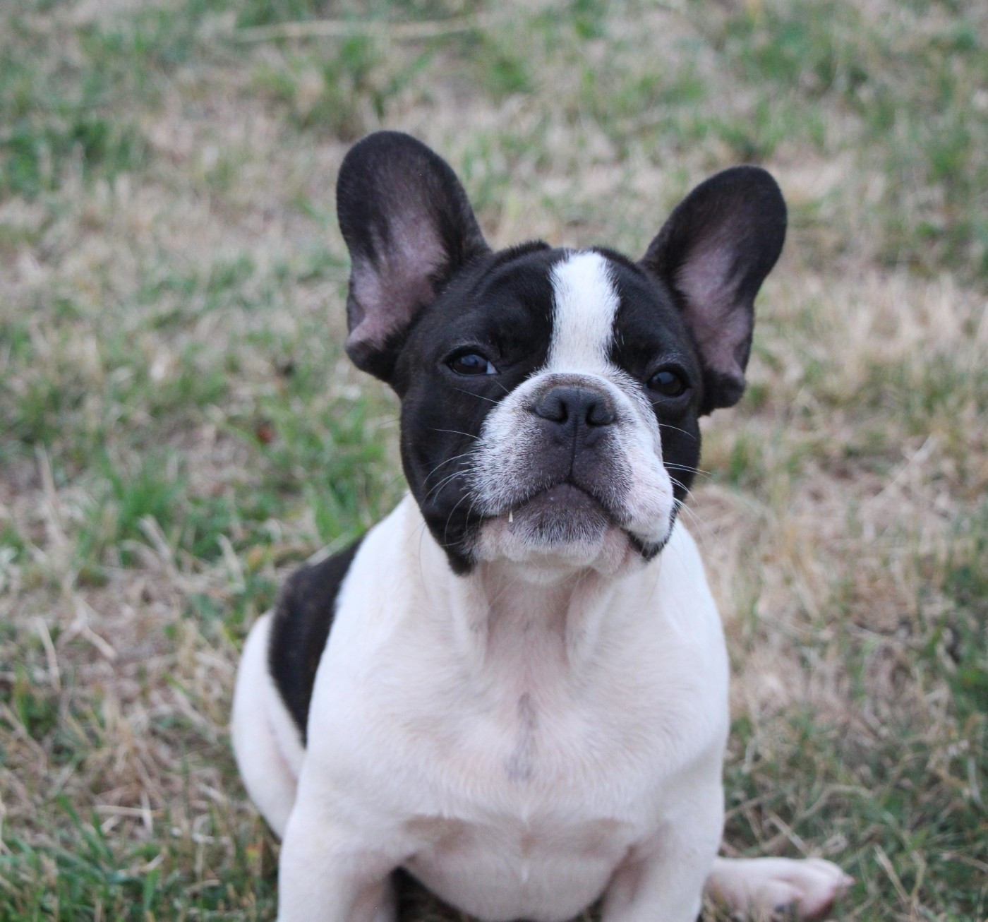 De La Notte Di Cane - Chiots disponibles - Bouledogue français