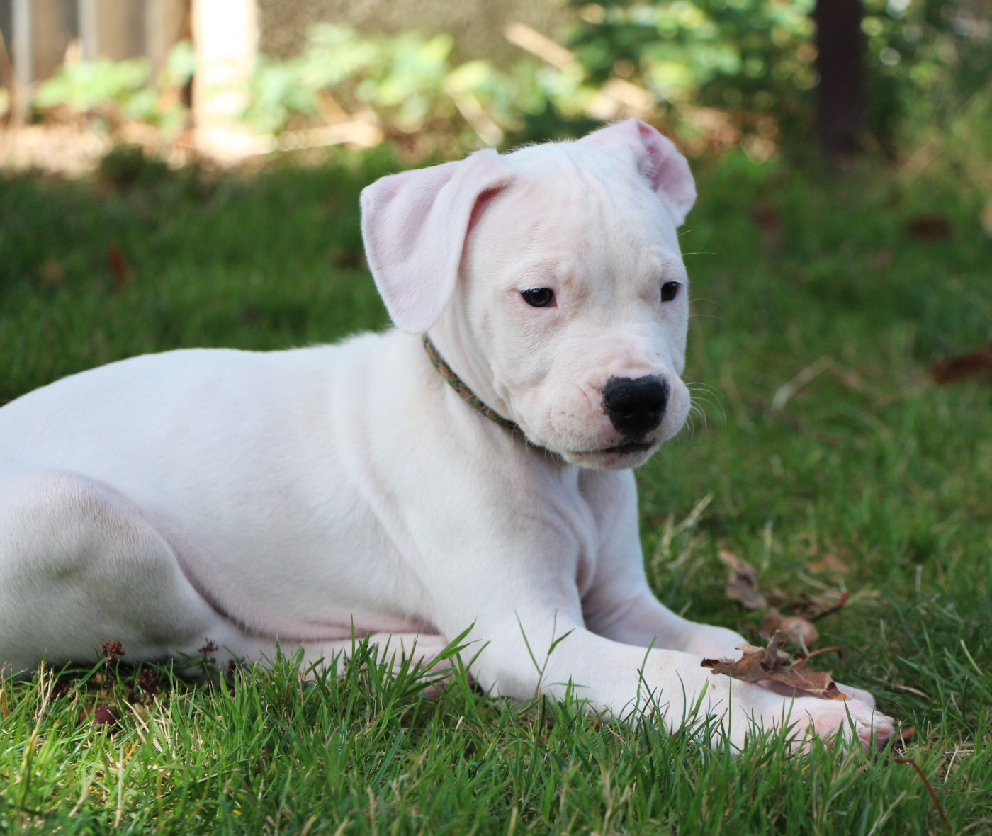 De La Notte Di Cane - Chiots disponibles - Dogo Argentino