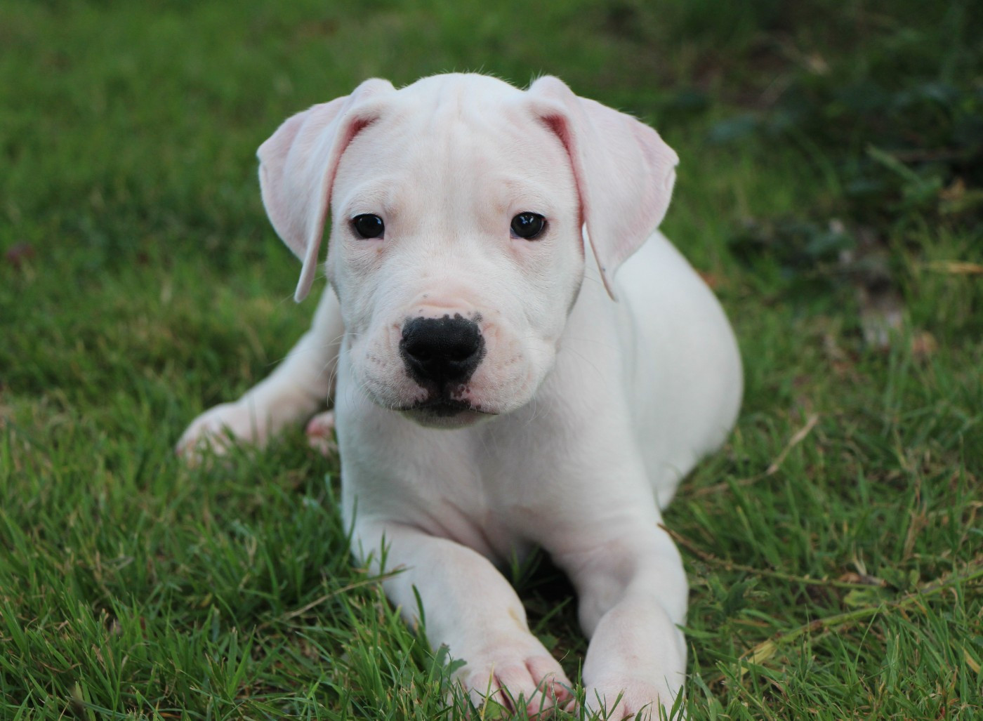 De La Notte Di Cane - Chiots disponibles - Dogo Argentino