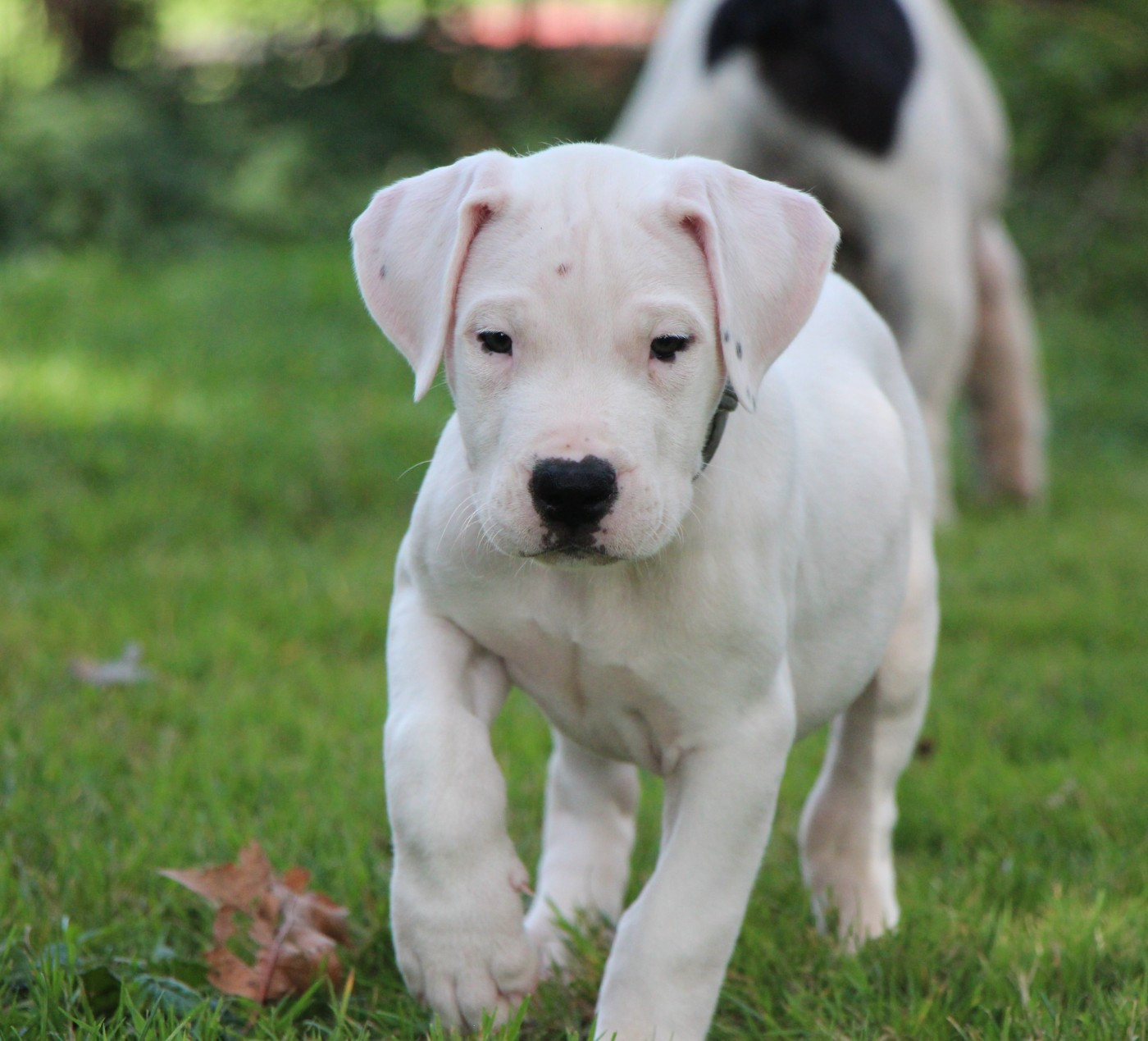 De La Notte Di Cane - Chiots disponibles - Dogo Argentino