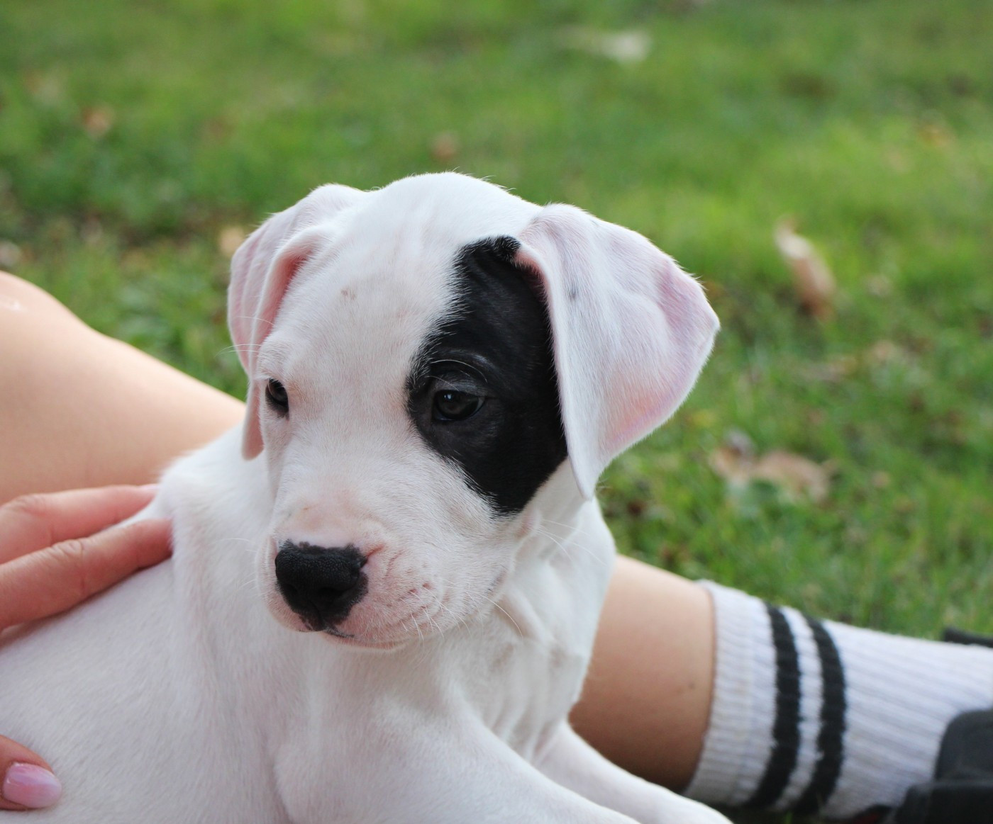 De La Notte Di Cane - Chiots disponibles - Dogo Argentino