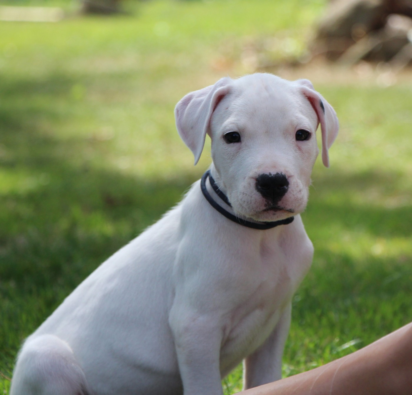 De La Notte Di Cane - Chiots disponibles - Dogo Argentino
