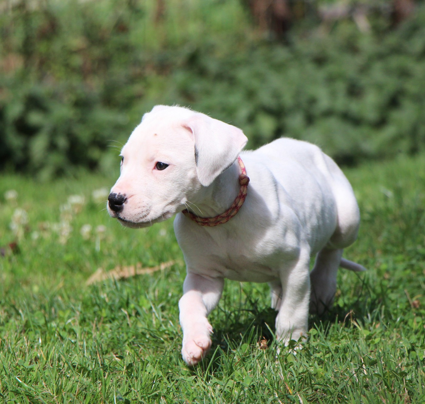 De La Notte Di Cane - Chiots disponibles - Dogo Argentino