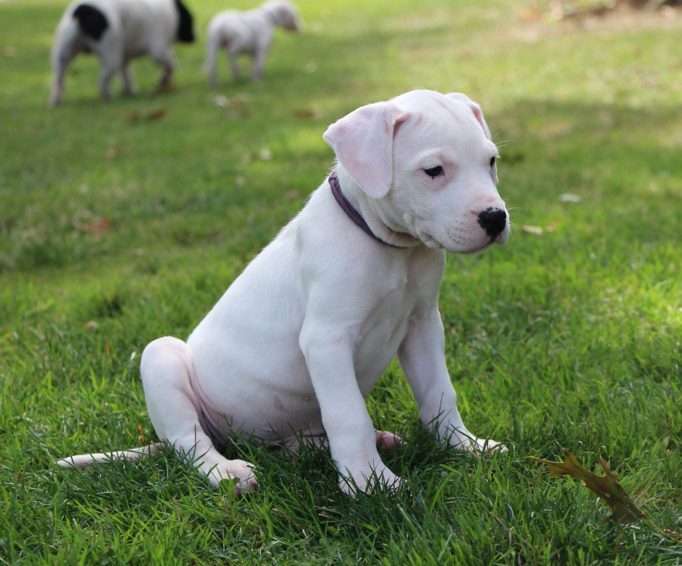 De La Notte Di Cane - Chiots disponibles - Dogo Argentino