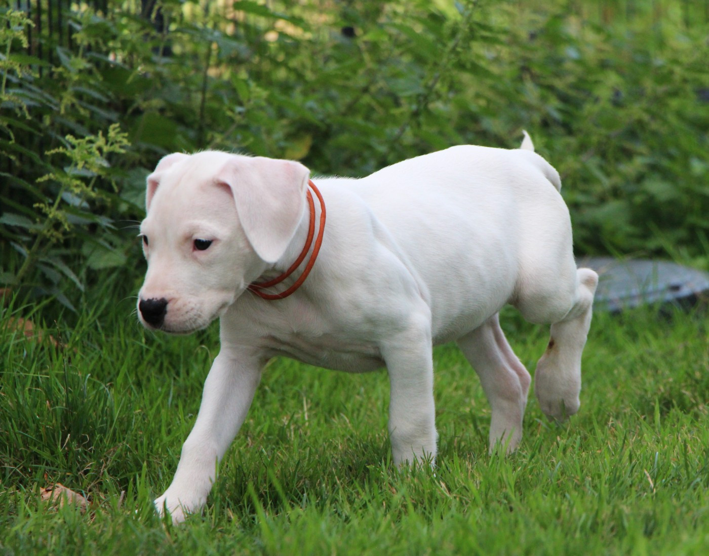 De La Notte Di Cane - Chiots disponibles - Dogo Argentino
