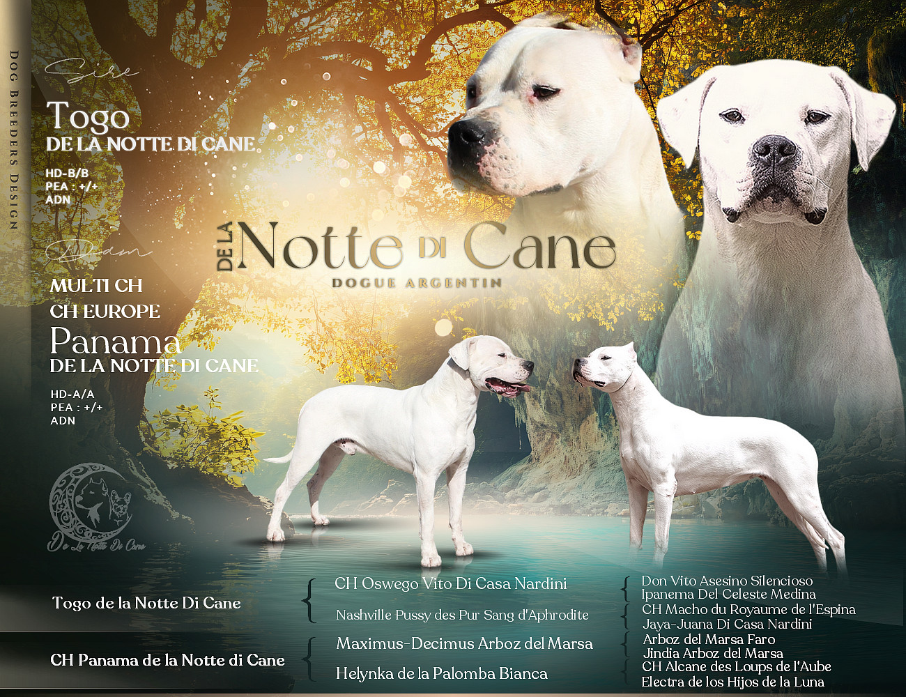 Chiot Dogo Argentino De La Notte Di Cane