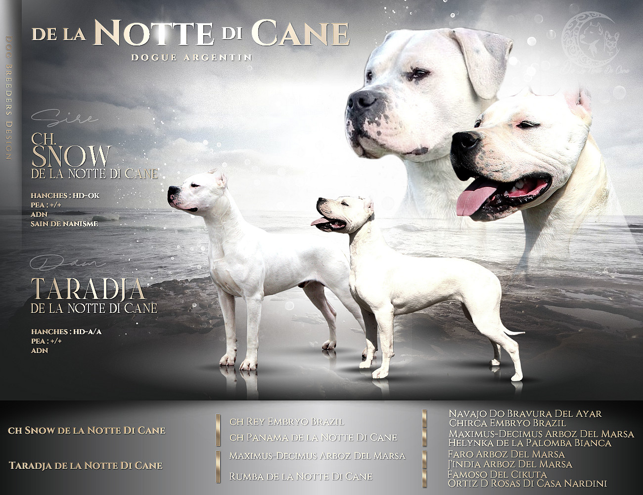 Chiot Dogo Argentino De La Notte Di Cane