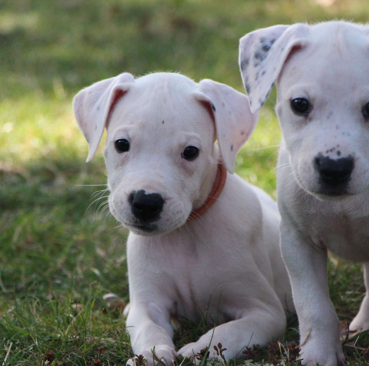 De La Notte Di Cane - Chiots disponibles - Dogo Argentino