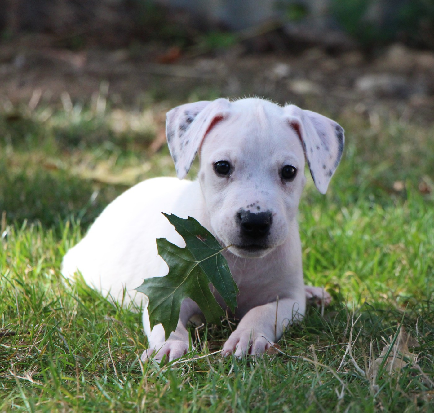 De La Notte Di Cane - Chiots disponibles - Dogo Argentino