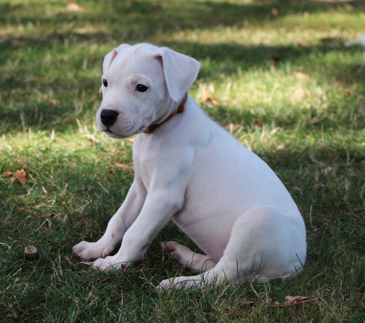 De La Notte Di Cane - Chiots disponibles - Dogo Argentino
