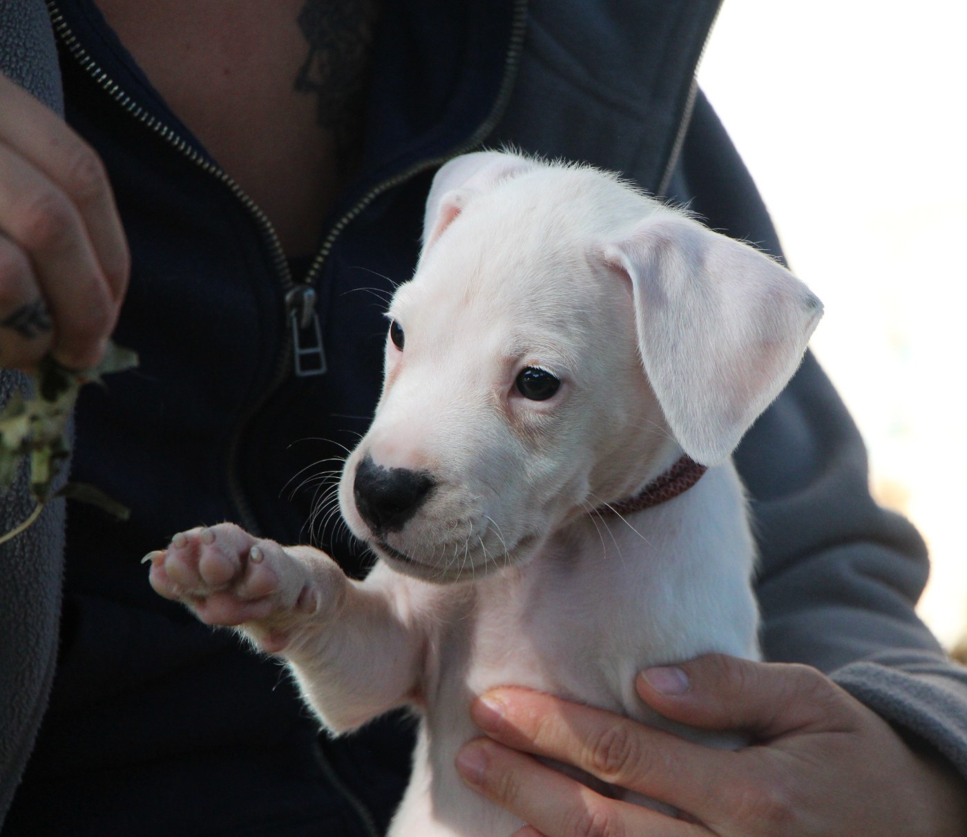 De La Notte Di Cane - Chiots disponibles - Dogo Argentino