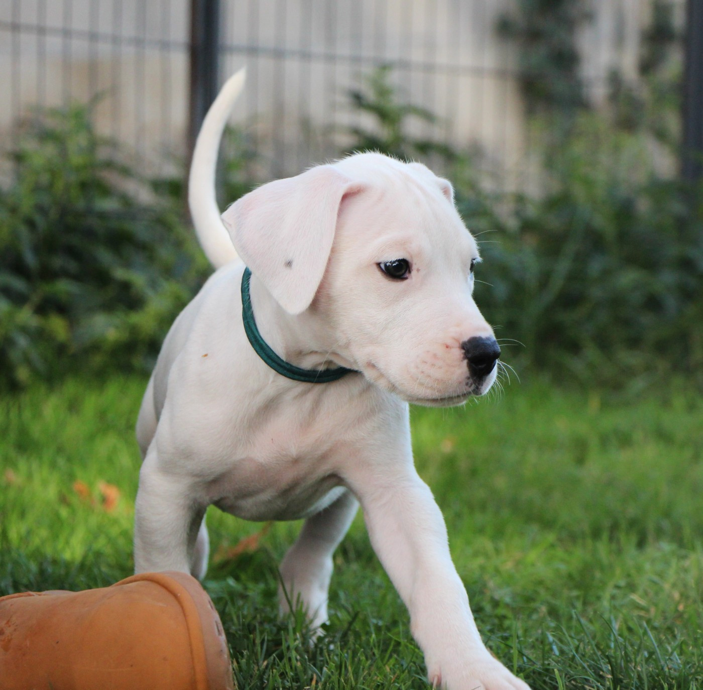 De La Notte Di Cane - Chiots disponibles - Dogo Argentino