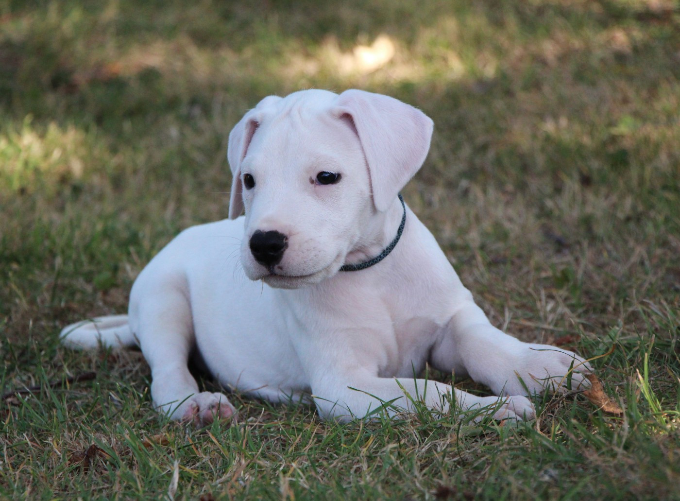 De La Notte Di Cane - Chiots disponibles - Dogo Argentino