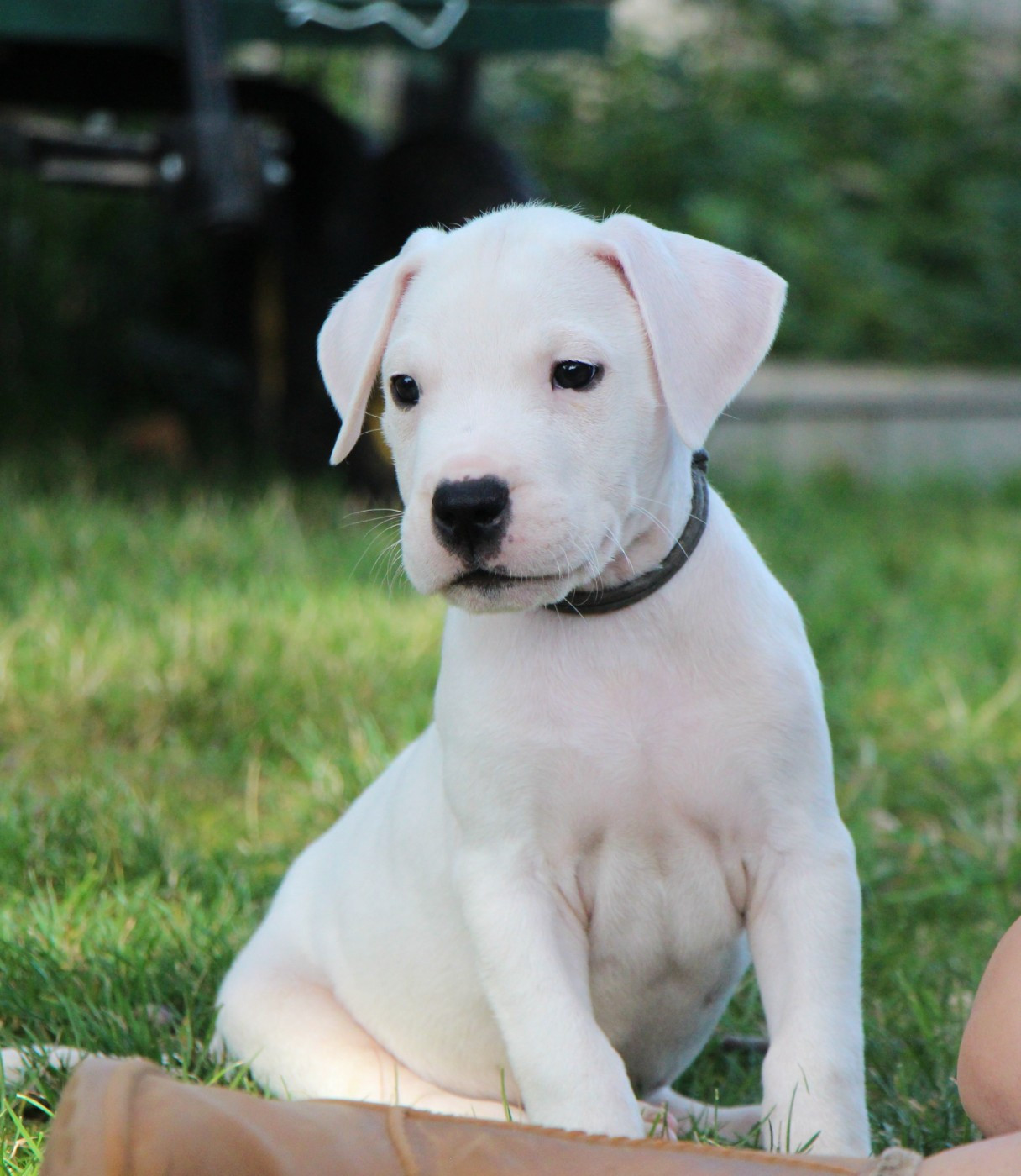 De La Notte Di Cane - Chiots disponibles - Dogo Argentino