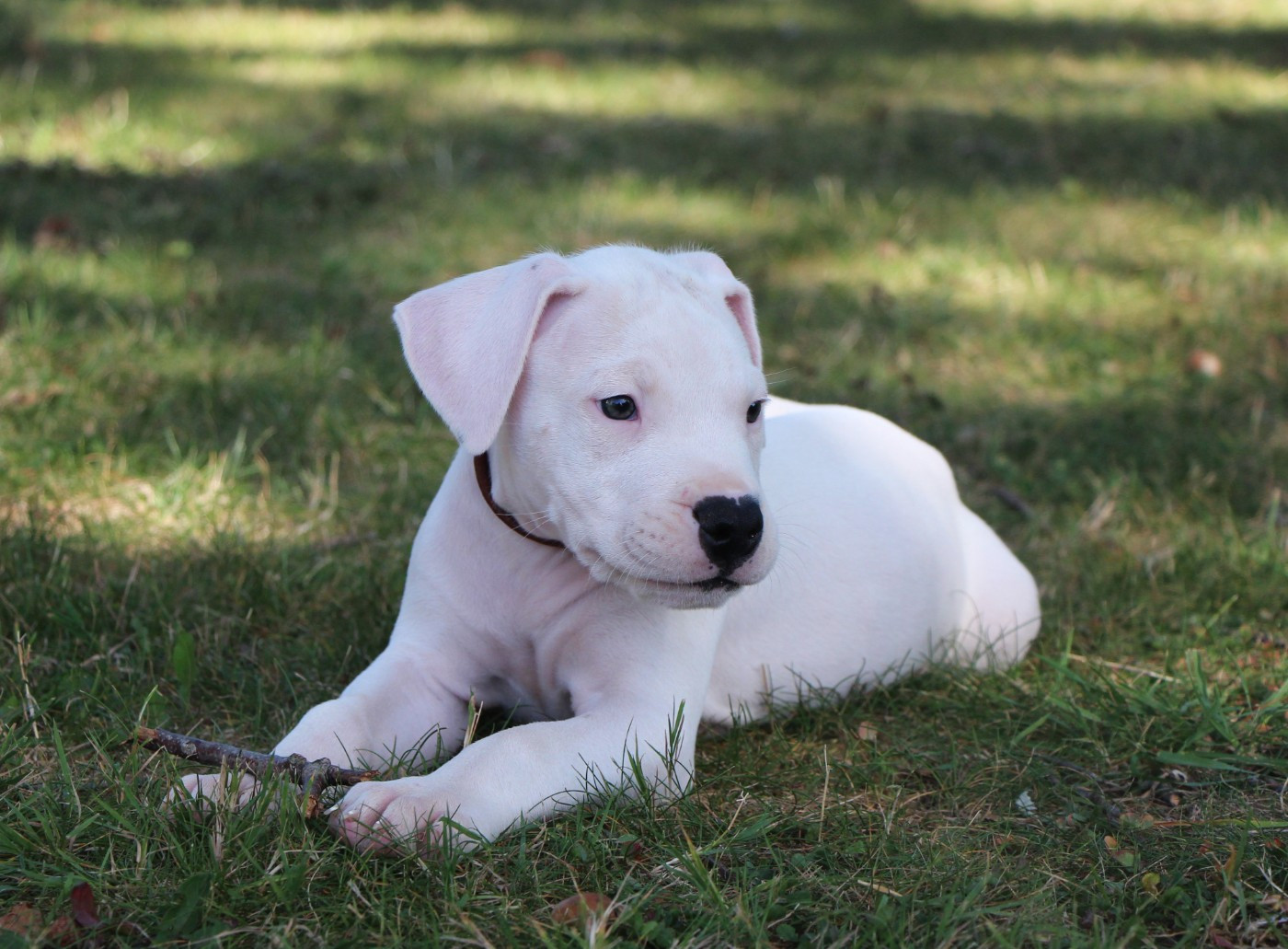De La Notte Di Cane - Chiots disponibles - Dogo Argentino