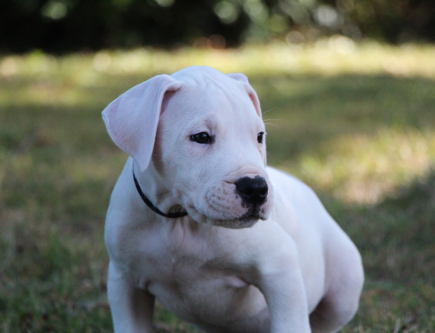 De La Notte Di Cane - Chiots disponibles - Dogo Argentino
