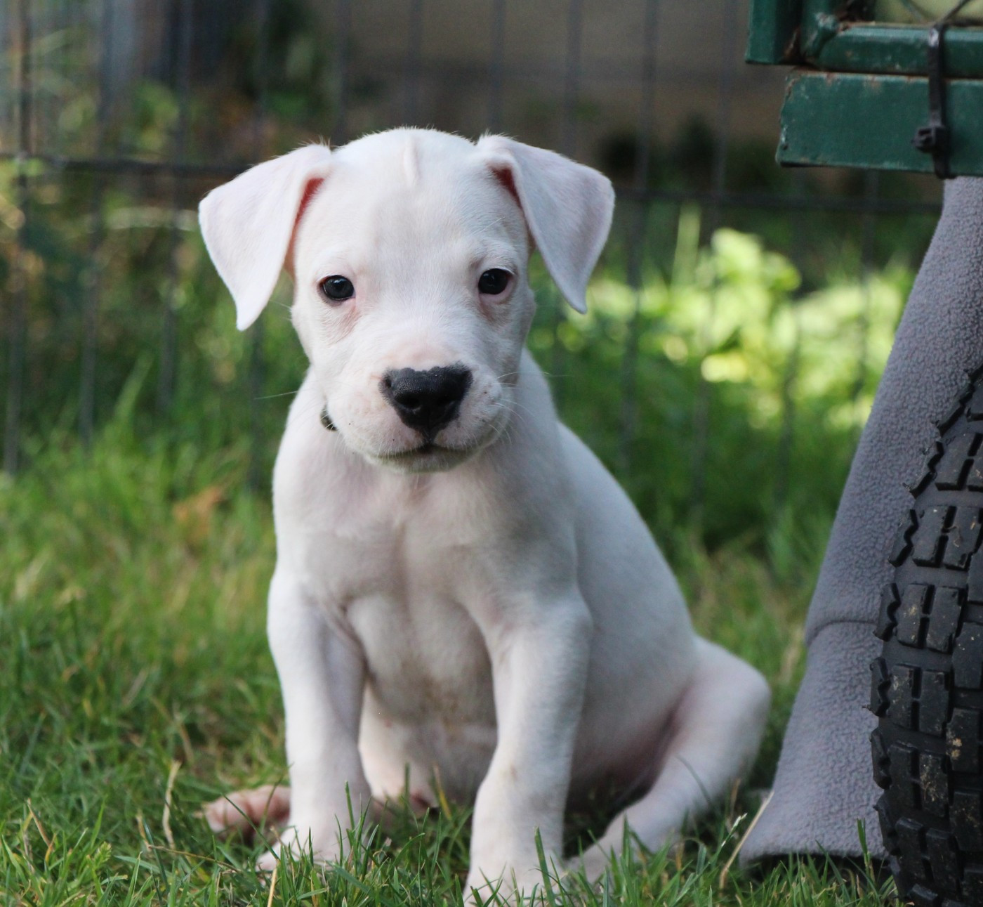 De La Notte Di Cane - Chiots disponibles - Dogo Argentino