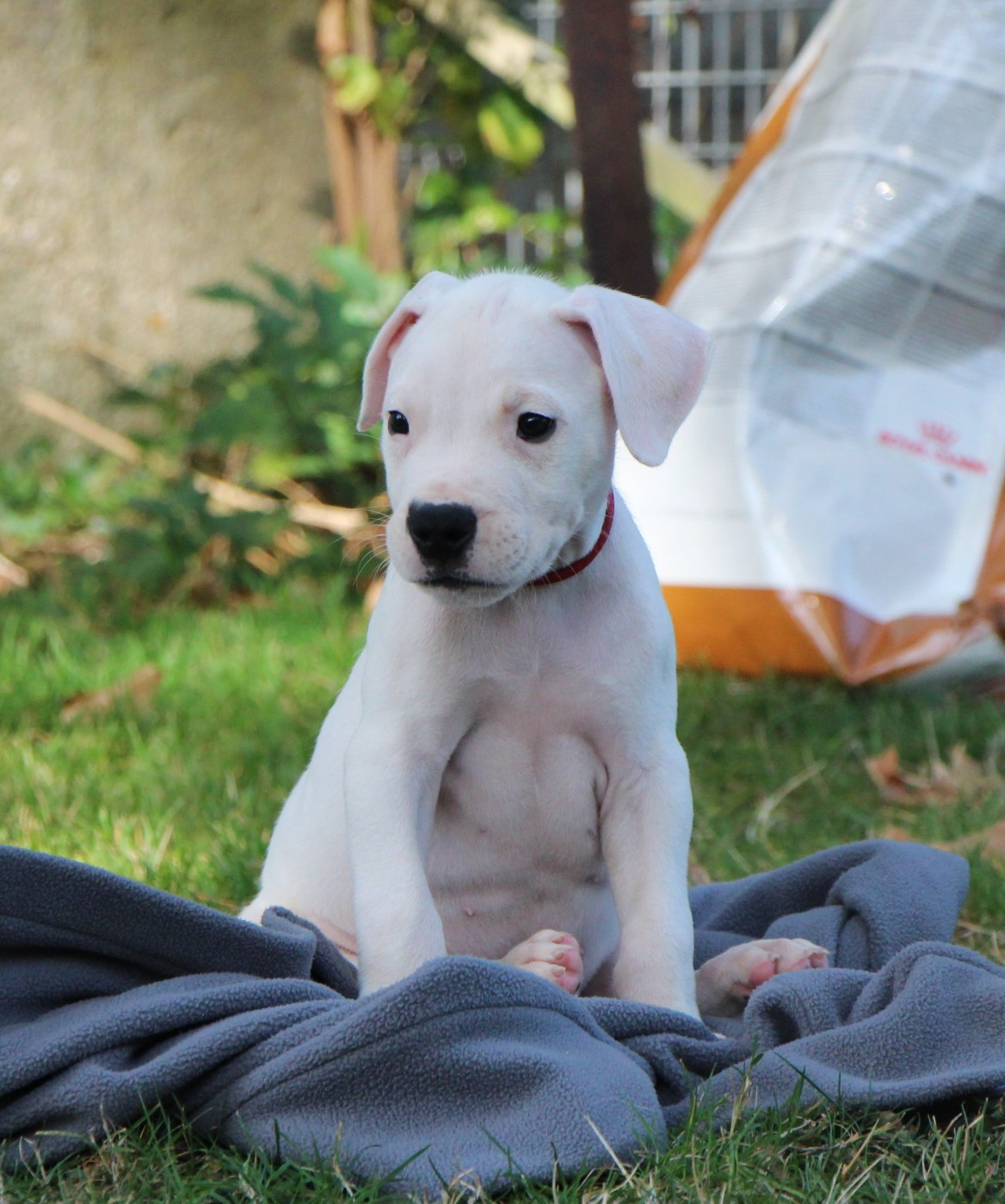De La Notte Di Cane - Chiots disponibles - Dogo Argentino