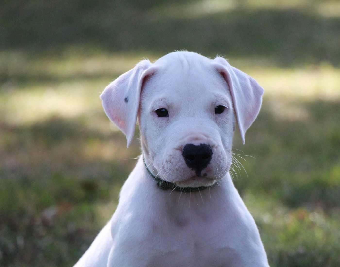 De La Notte Di Cane - Chiots disponibles - Dogo Argentino