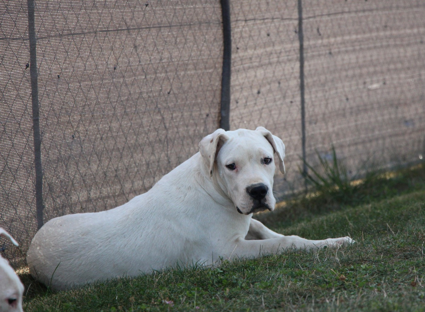 De La Notte Di Cane - Chiots disponibles - Dogo Argentino