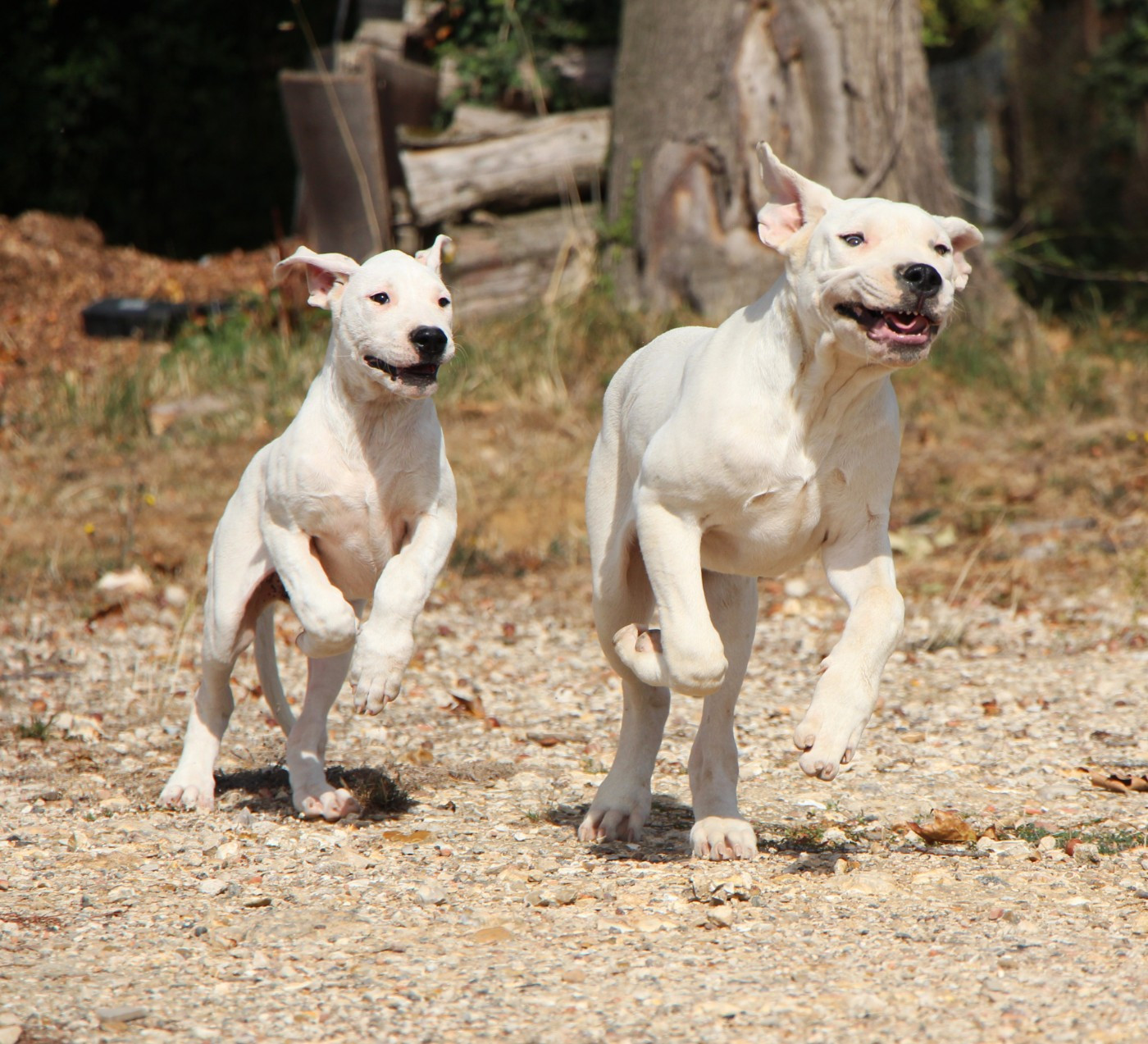 De La Notte Di Cane - Chiots disponibles - Dogo Argentino