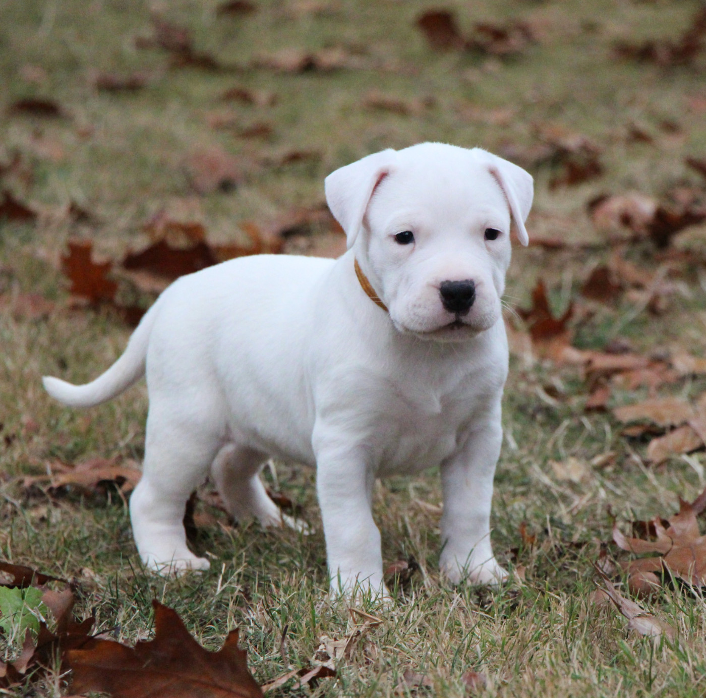 De La Notte Di Cane - Chiots disponibles - Dogo Argentino