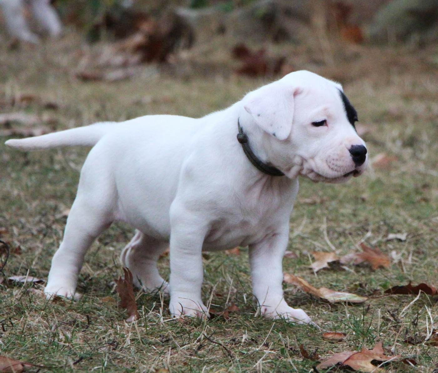 De La Notte Di Cane - Chiots disponibles - Dogo Argentino