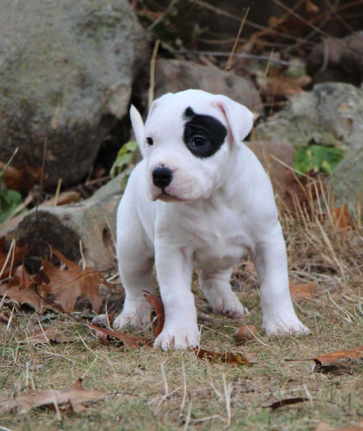 De La Notte Di Cane - Chiots disponibles - Dogo Argentino