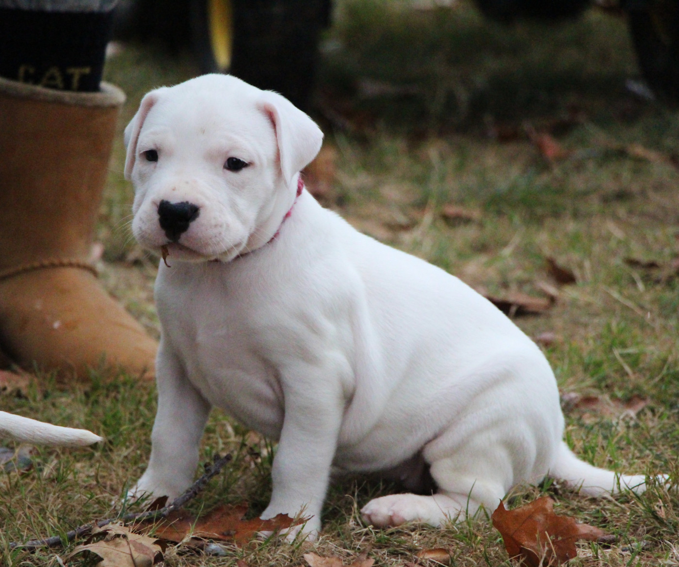 De La Notte Di Cane - Chiots disponibles - Dogo Argentino
