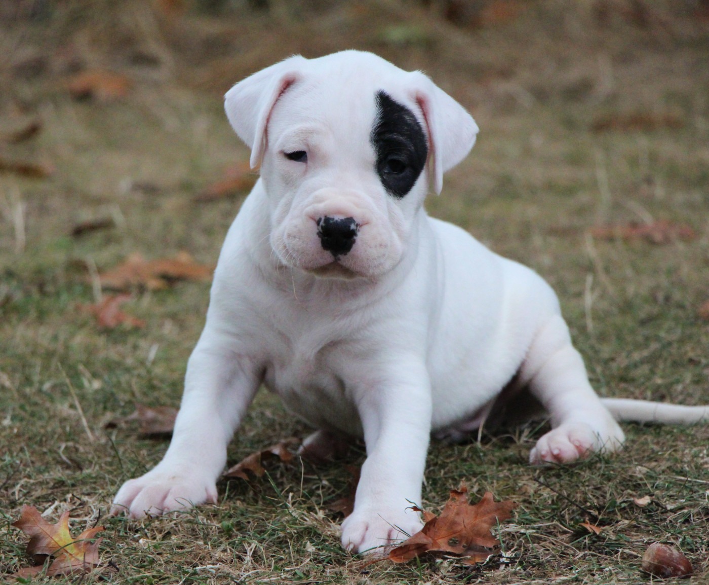 De La Notte Di Cane - Chiots disponibles - Dogo Argentino