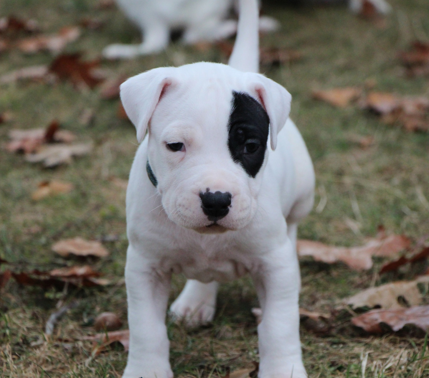 De La Notte Di Cane - Chiots disponibles - Dogo Argentino