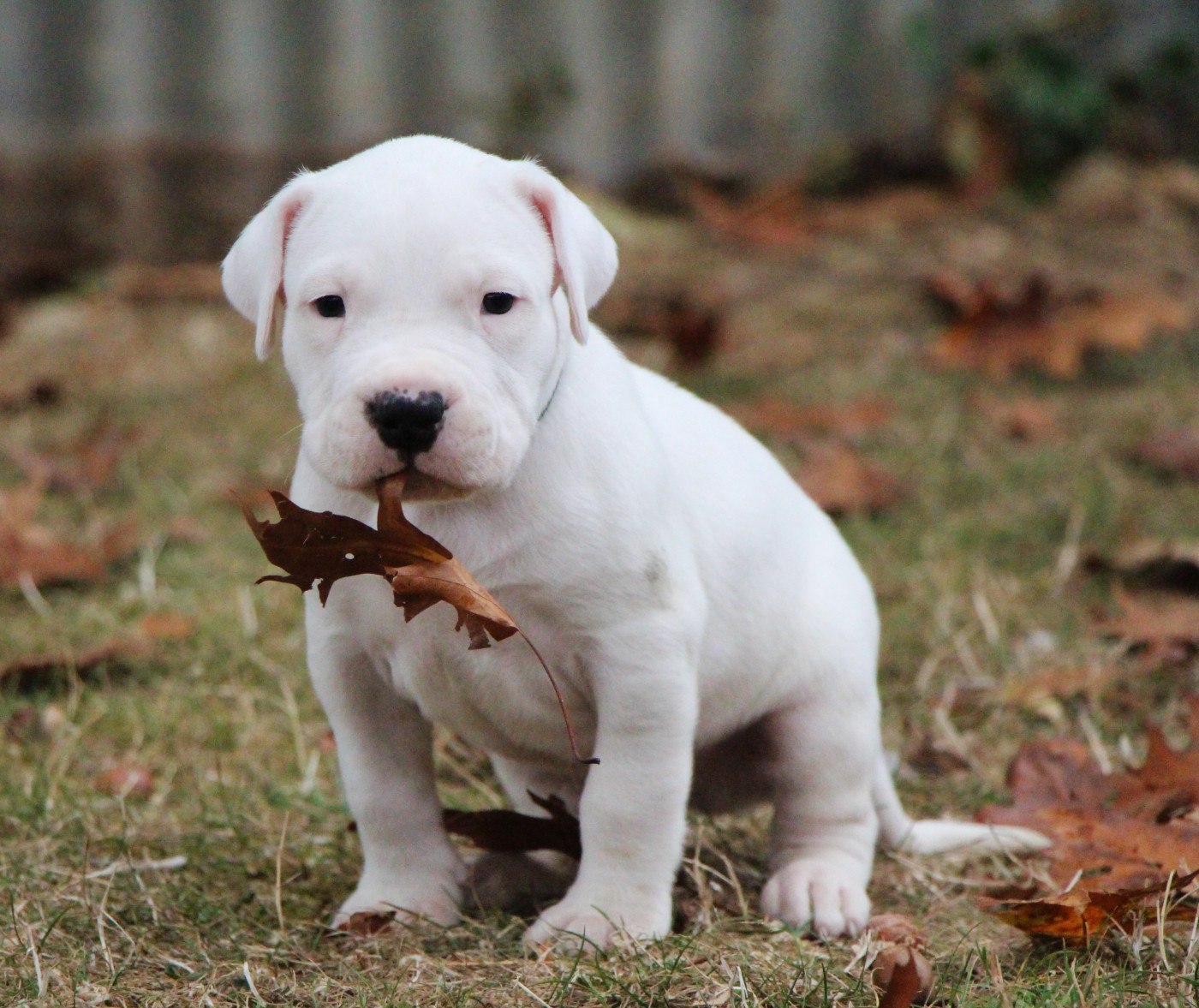 De La Notte Di Cane - Chiots disponibles - Dogo Argentino