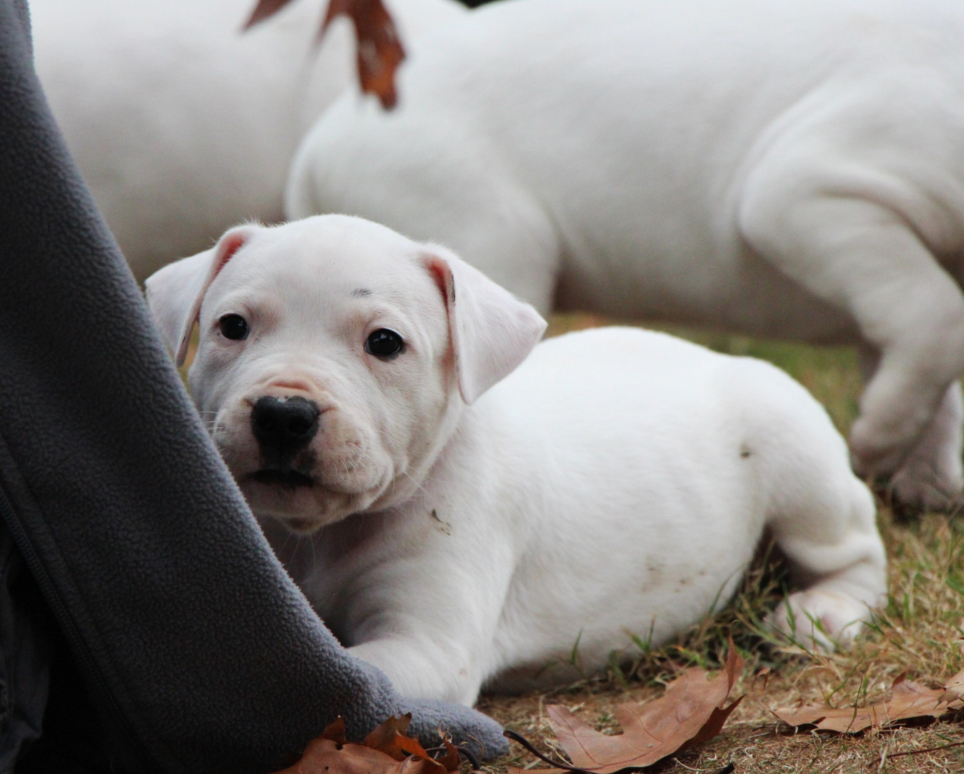 De La Notte Di Cane - Chiots disponibles - Dogo Argentino
