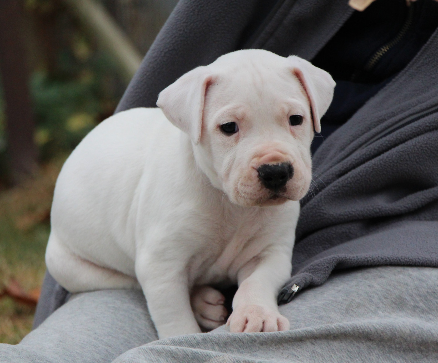 De La Notte Di Cane - Chiots disponibles - Dogo Argentino