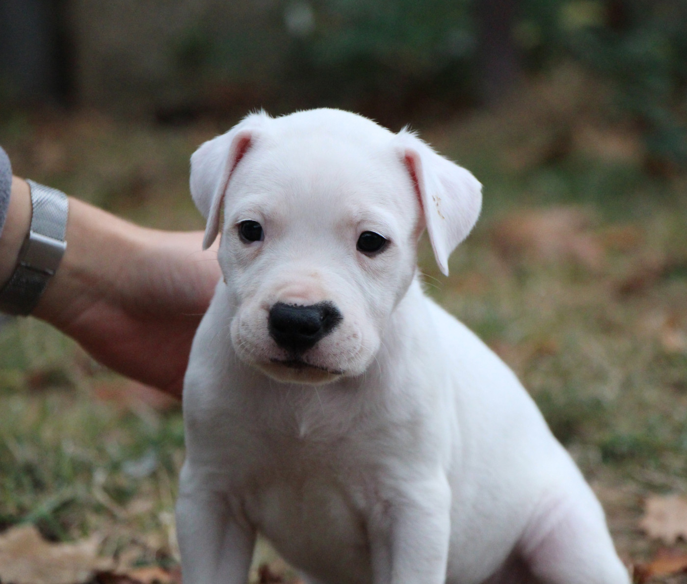 De La Notte Di Cane - Chiots disponibles - Dogo Argentino