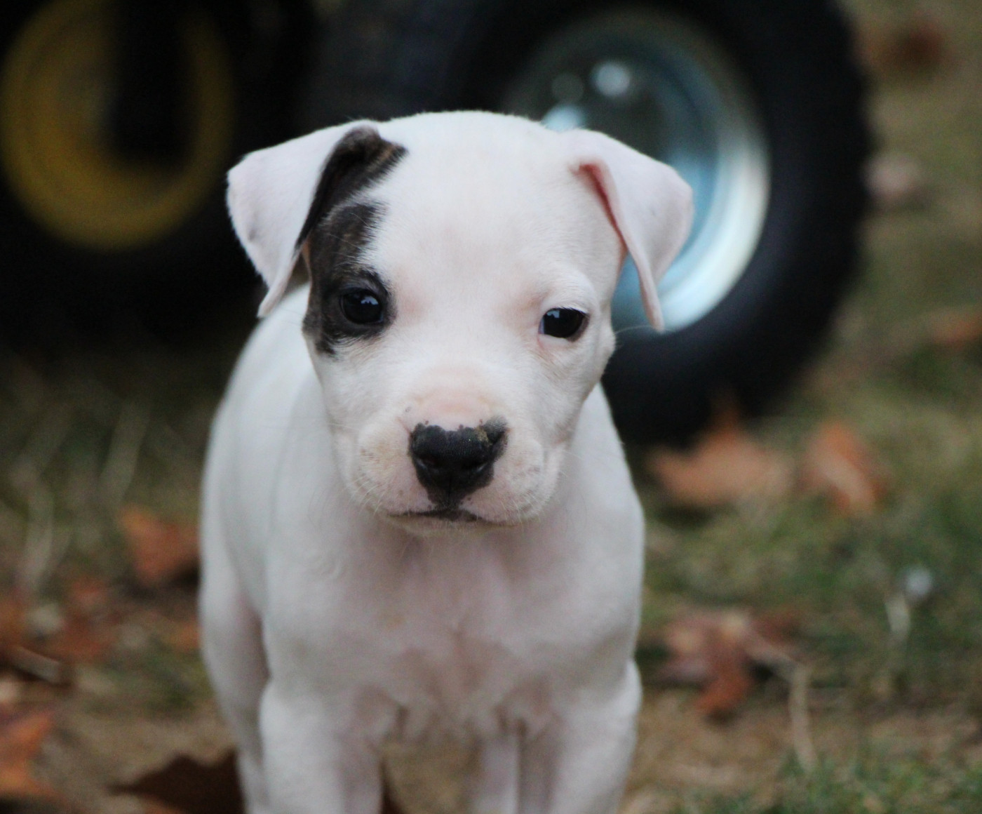 De La Notte Di Cane - Chiots disponibles - Dogo Argentino