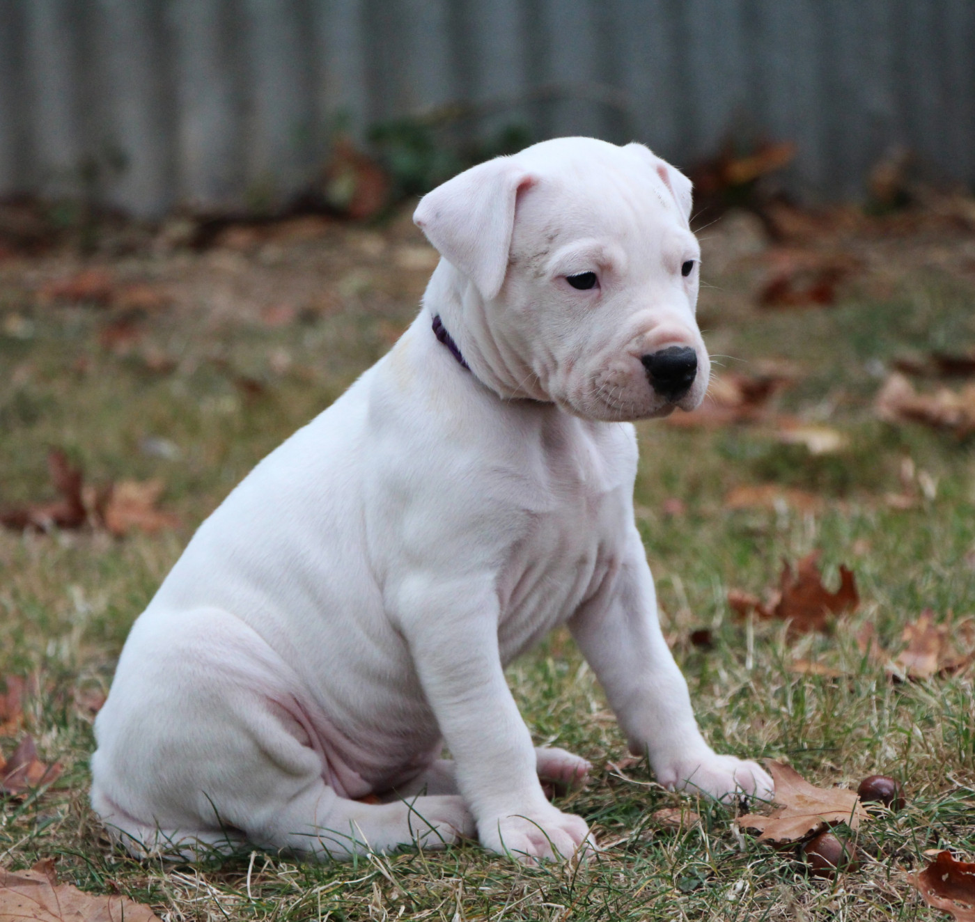 De La Notte Di Cane - Chiots disponibles - Dogo Argentino