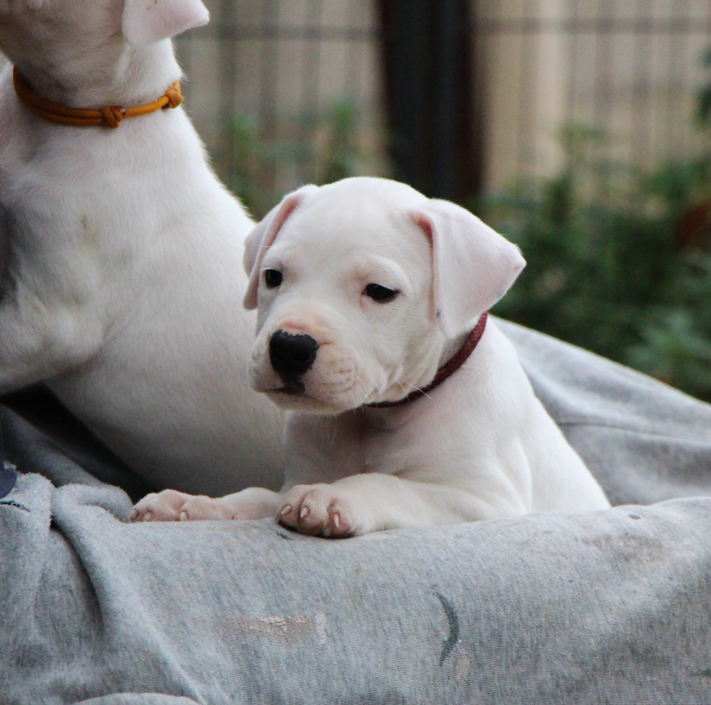 De La Notte Di Cane - Chiots disponibles - Dogo Argentino