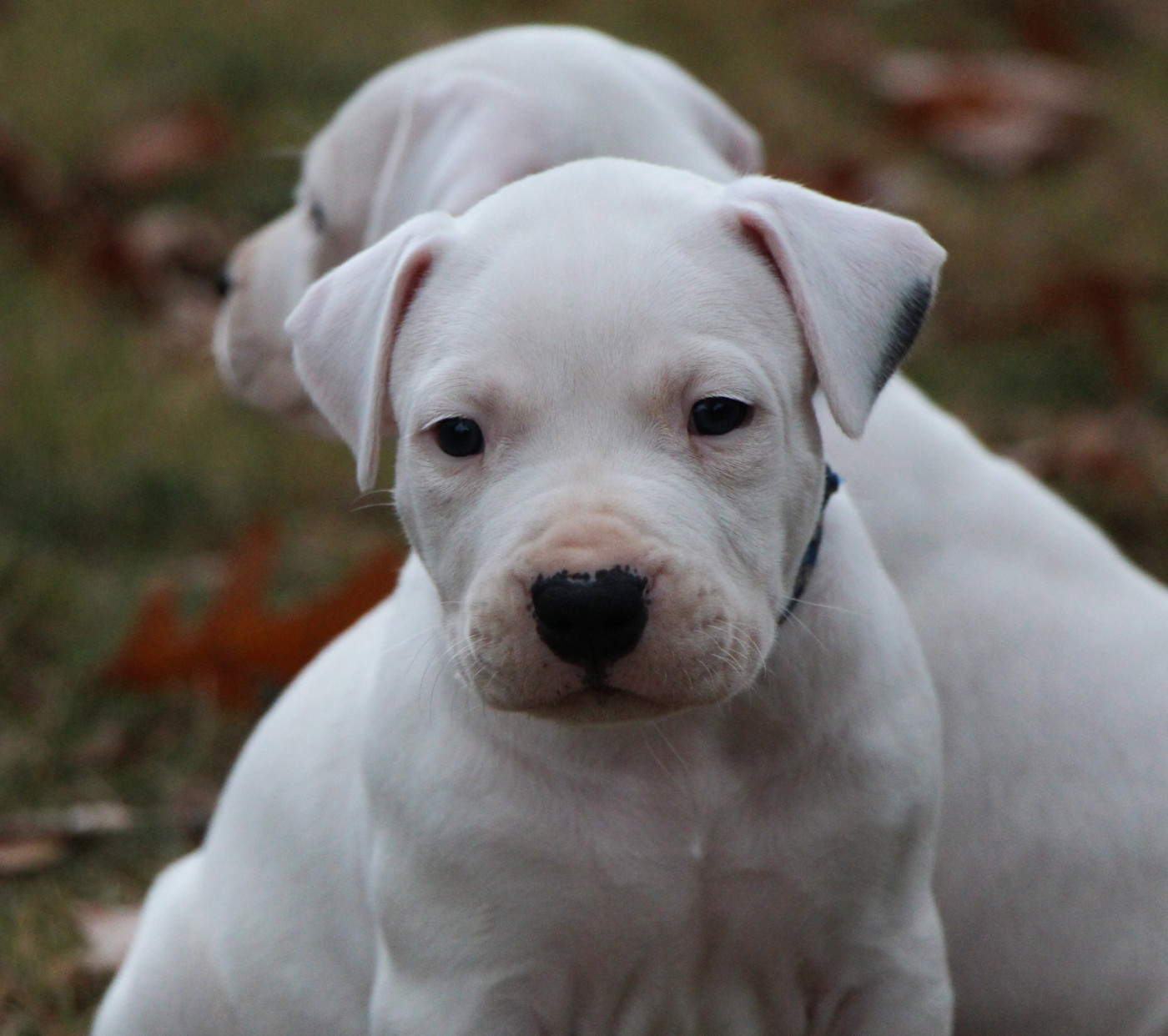De La Notte Di Cane - Chiots disponibles - Dogo Argentino