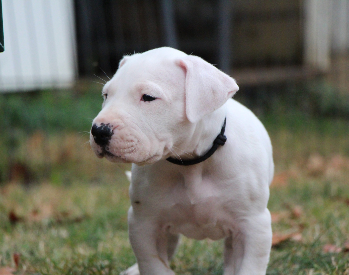 De La Notte Di Cane - Chiots disponibles - Dogo Argentino