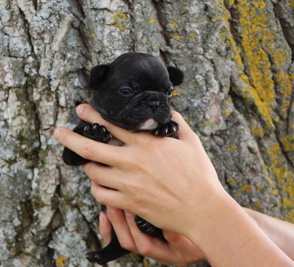 De La Notte Di Cane - Chiots disponibles - Bouledogue français