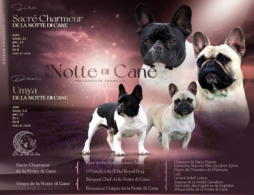 De La Notte Di Cane - Bouledogue français - Portée née le 06/08/2025