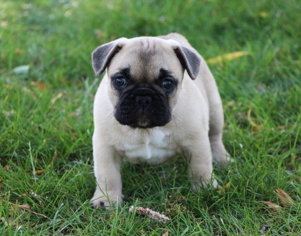 De La Notte Di Cane - Chiots disponibles - Bouledogue français