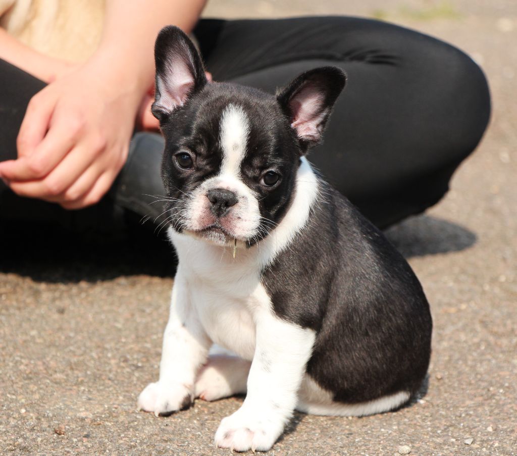 De La Notte Di Cane - Chiots disponibles - Bouledogue français