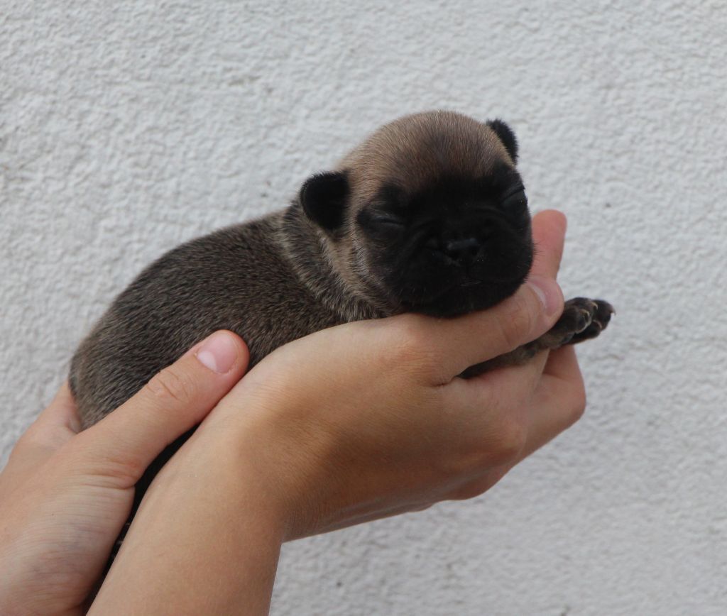 De La Notte Di Cane - Chiots disponibles - Bouledogue français