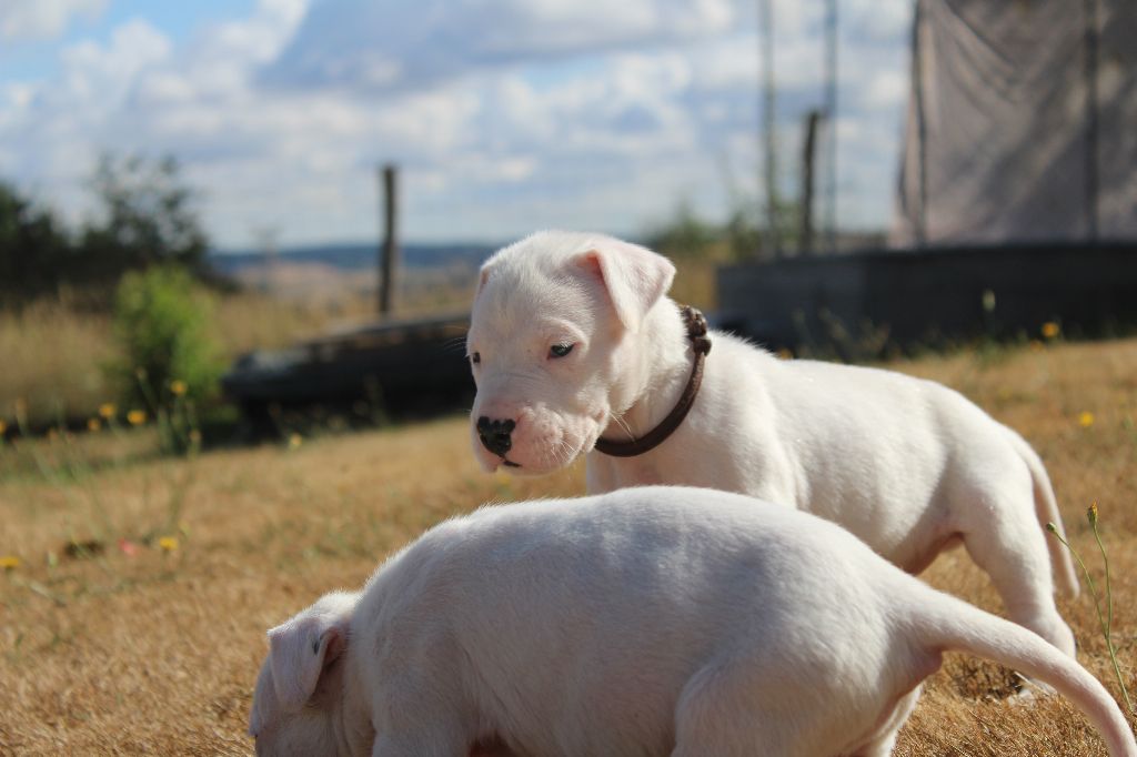 De La Notte Di Cane - Dogo Argentino - Portée née le 10/07/2018